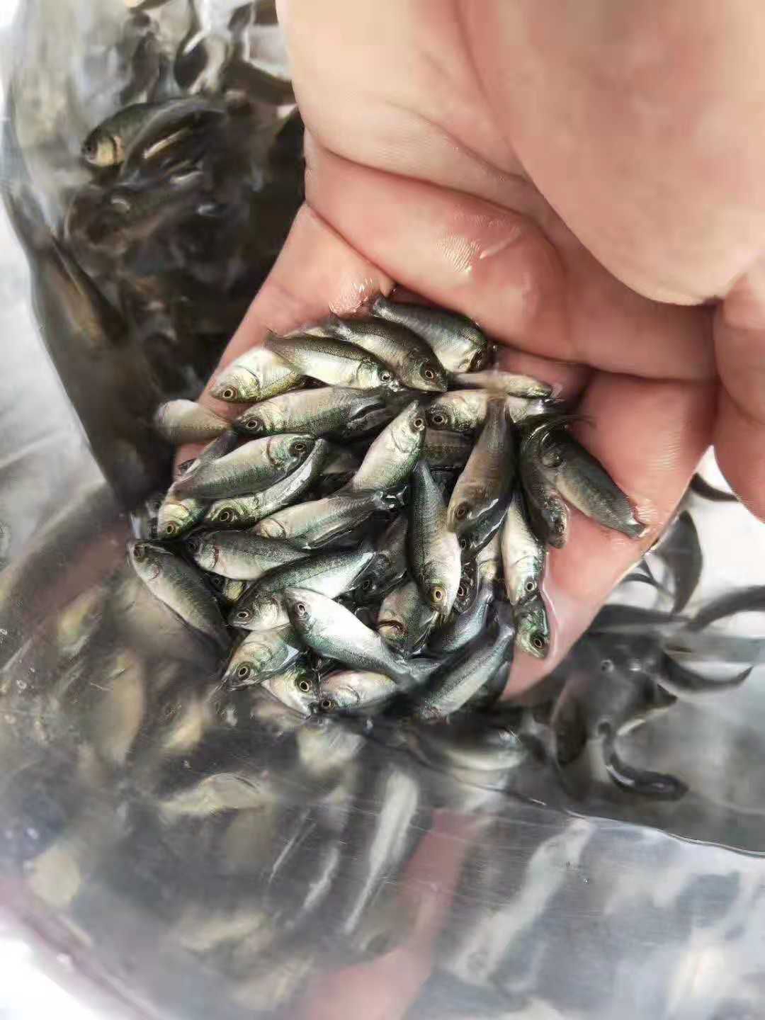  优质澳洲宝石鲈鱼苗淡水活体池塘养殖鱼宝石斑鱼鲈鱼