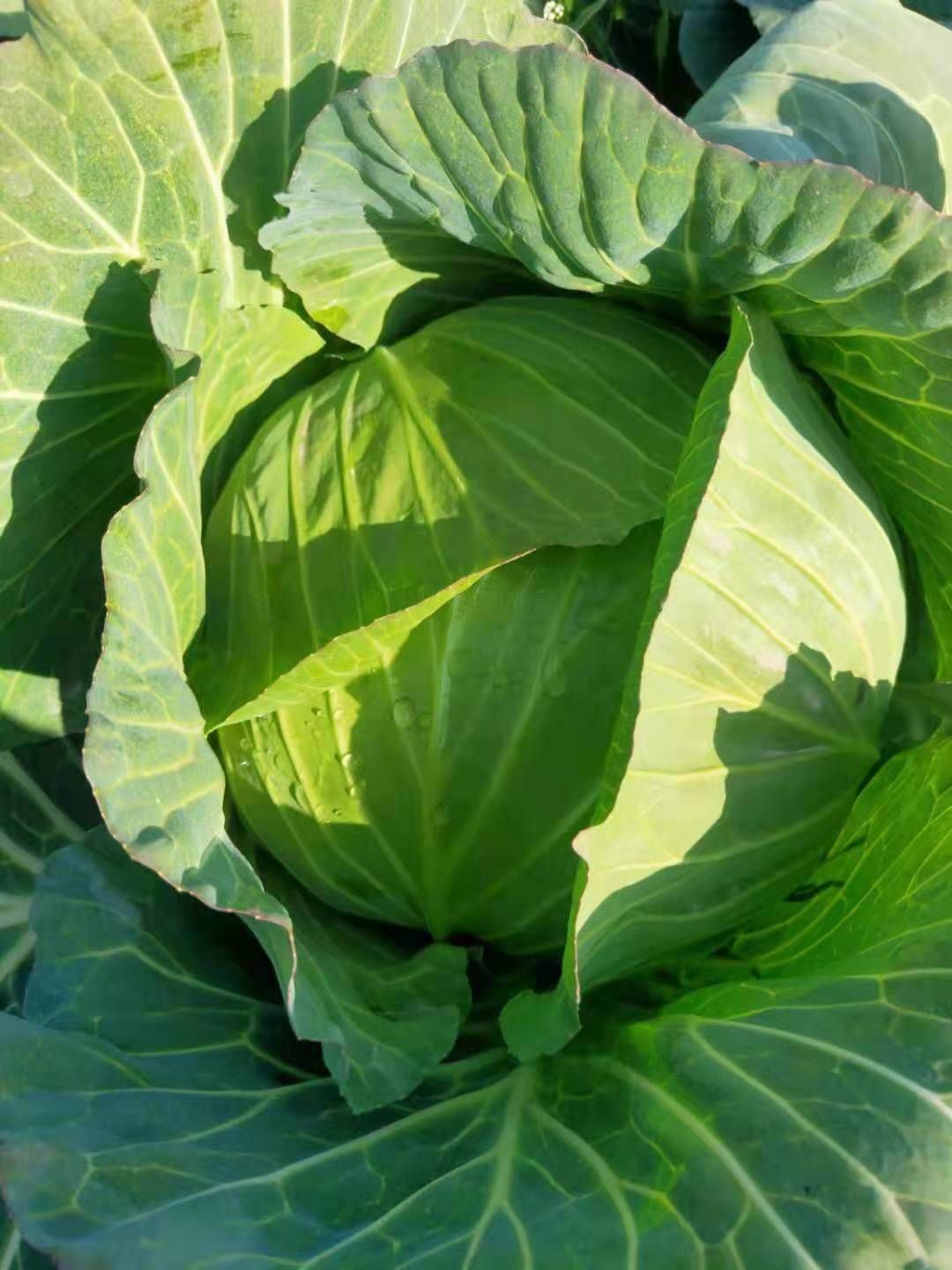 绿甘蓝_基地直供_货源充足-保证质量