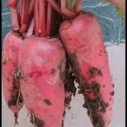 郸城县水萝卜，热萝卜，红皮萝卜