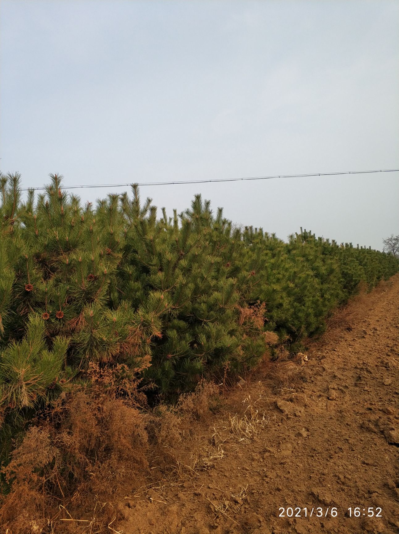 雪松  全部一手货源，价格可以协商！