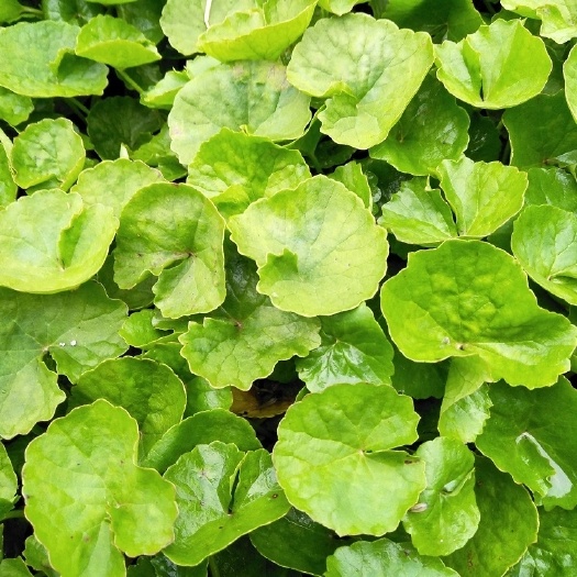 山野菜 云南野菜野生积雪草马蹄叶雷公根