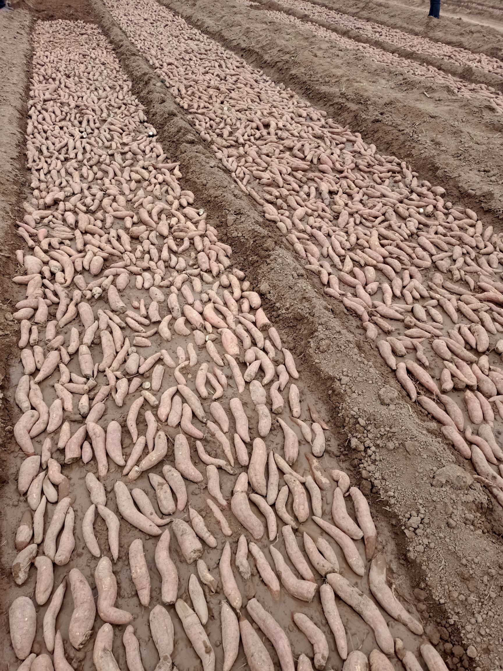 西瓜红红薯苗  红薯苗西瓜红 红薯苗:脱毒哈蜜，六鳌密薯，玛莎莉，商薯19，