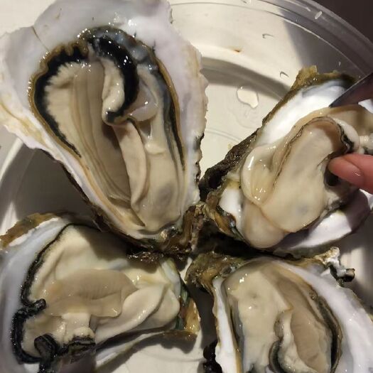 阳江牡蛎 养殖基地直供台山蚝 湛江蚝。欢迎到基地参观。