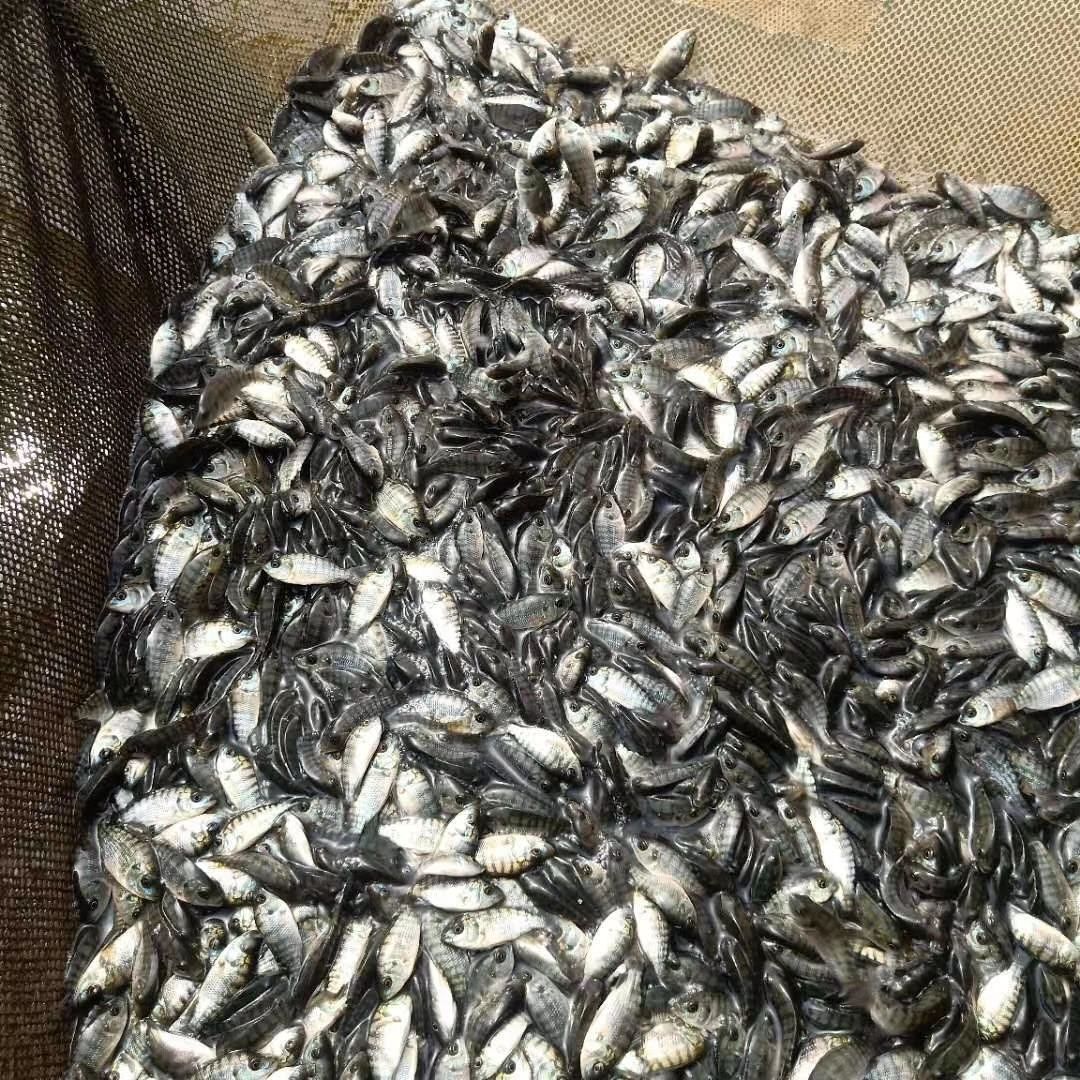 罗非鱼苗  罗飞苗、海南一号罗非苗，脆肉罗飞苗，脆罗一号罗飞苗