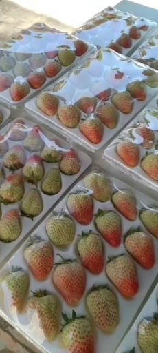 红颜草莓  南方品质4-5层熟辽宁丹东东港九九草莓支持代工
