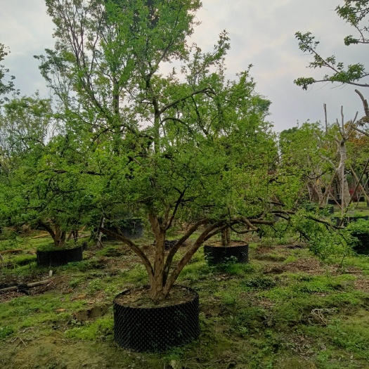 普宁市红如意软籽石榴树苗  绿化苗木石榴