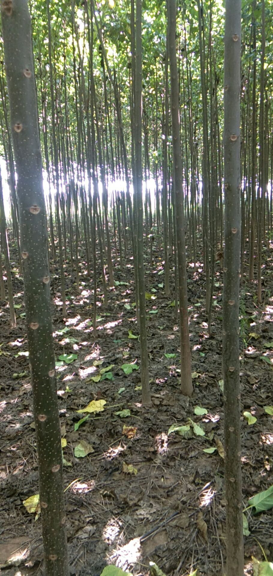 河南楸 出售楸树，七八万棵，规格不一，还有七八千棵紫叶李