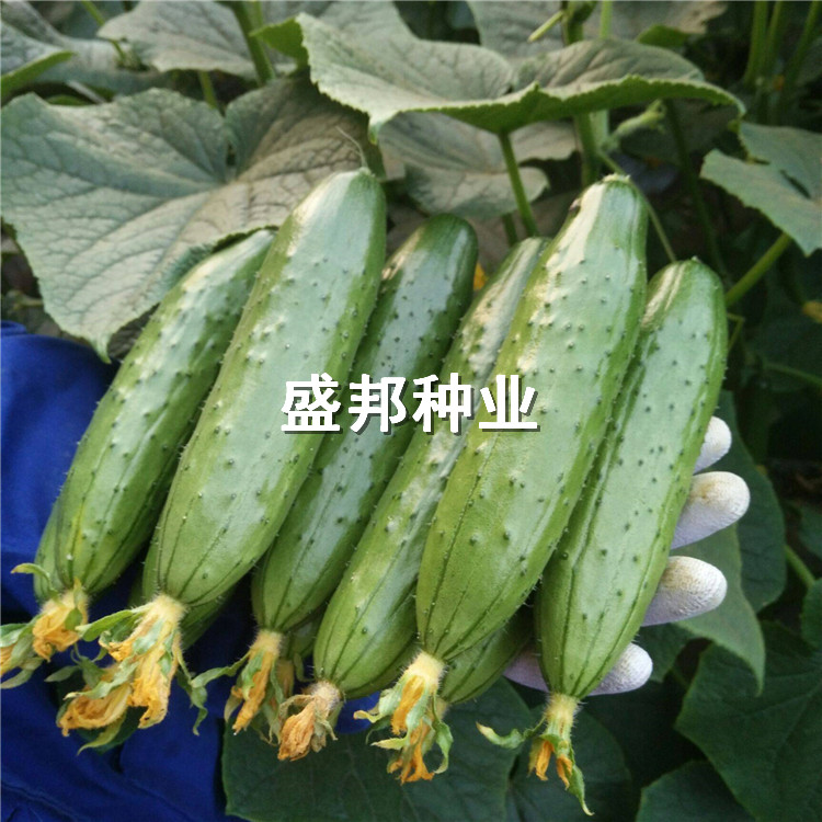 水果黄瓜种苗 大刺溜旱黄瓜苗