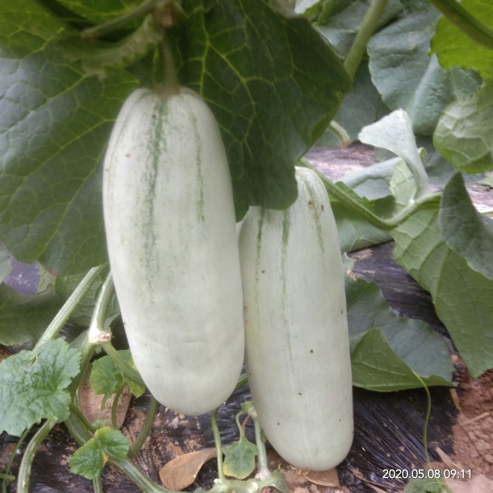 山东精品博洋61羊角蜜甜瓜，味道独特，脆甜上口。