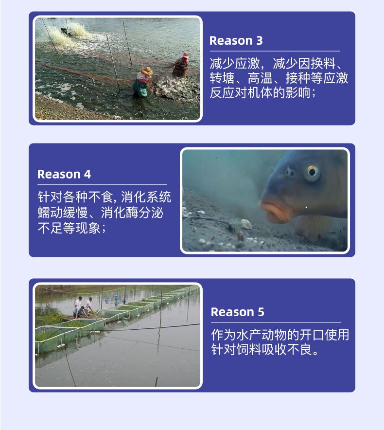 营养添加剂 维生素B2浓缩型水产养殖营养液虾蟹鱼促长剂诱食开胃抗病防应
