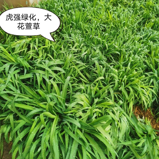 襄樊大花萱草基地直销，绿化工程用苗，一手货源