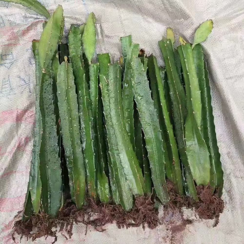 燕窝火龙果苗  燕窝火龙果，新产品。带根发货