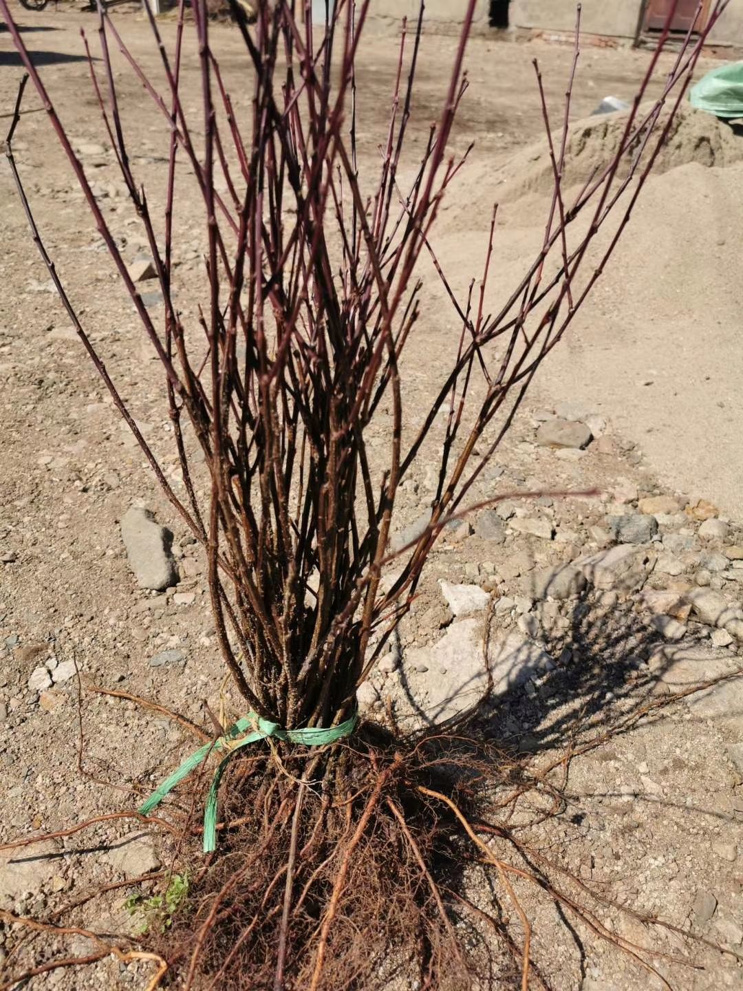 榆叶梅（鸾枝）庭院绿植 双花重瓣 扦插繁育 根系发达