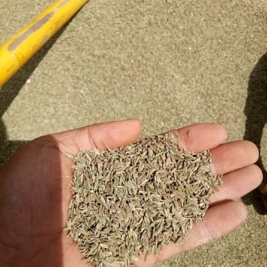 山丹县甘肃优质孜然可全国供货，原产地一手货源。主做孜然茴香有需来电