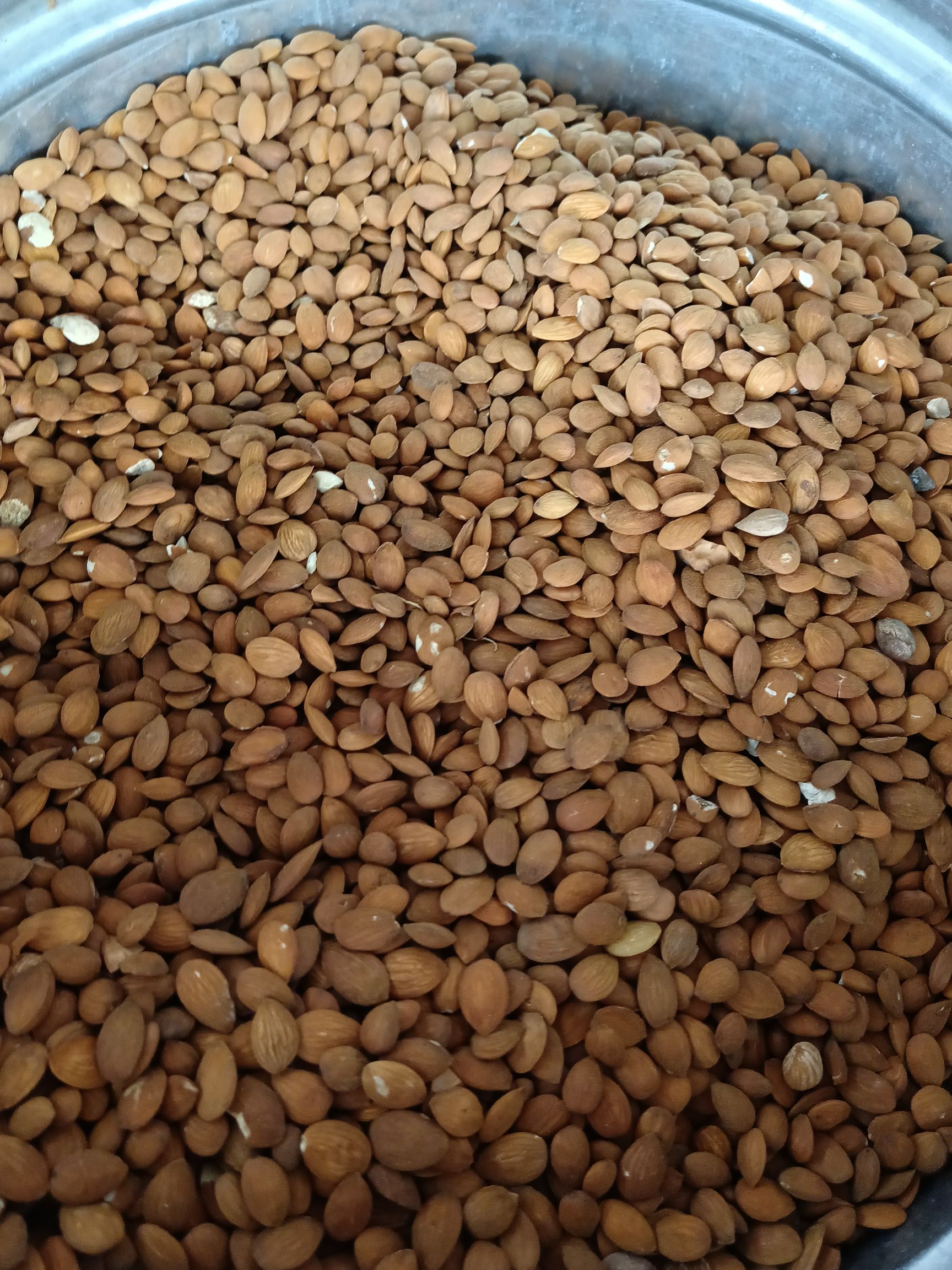 优质扁桃仁山桃仁量大从优