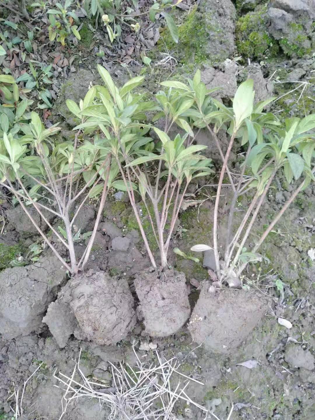 毛杜鹃 毛娟，紫娟