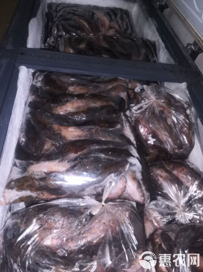 冰鲜笋壳鱼，保证质量，，常年供应，大量出售