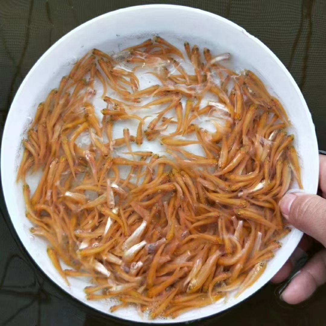 金丝草鱼苗  金草鱼  金丝皖鱼  俄罗斯金草鱼苗