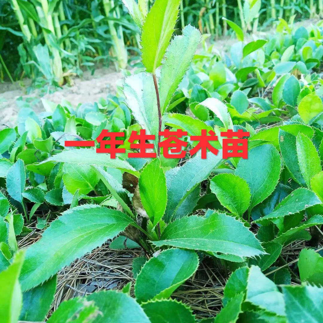 苍术种苗  一年生北苍术苗 精选  基地直发