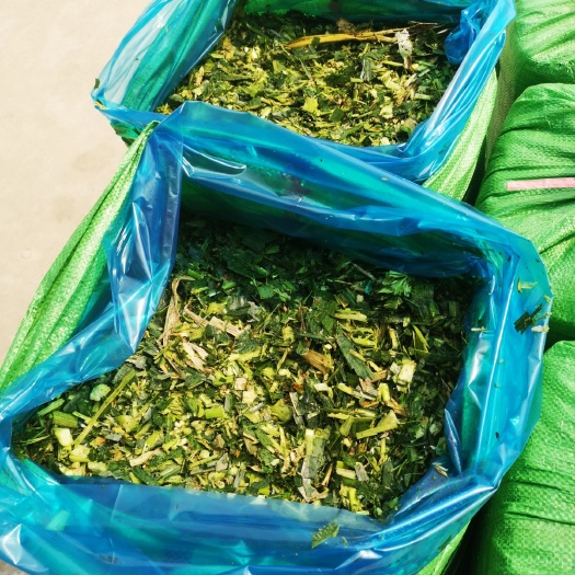 海丰县 新鲜玉米秸秆加工。