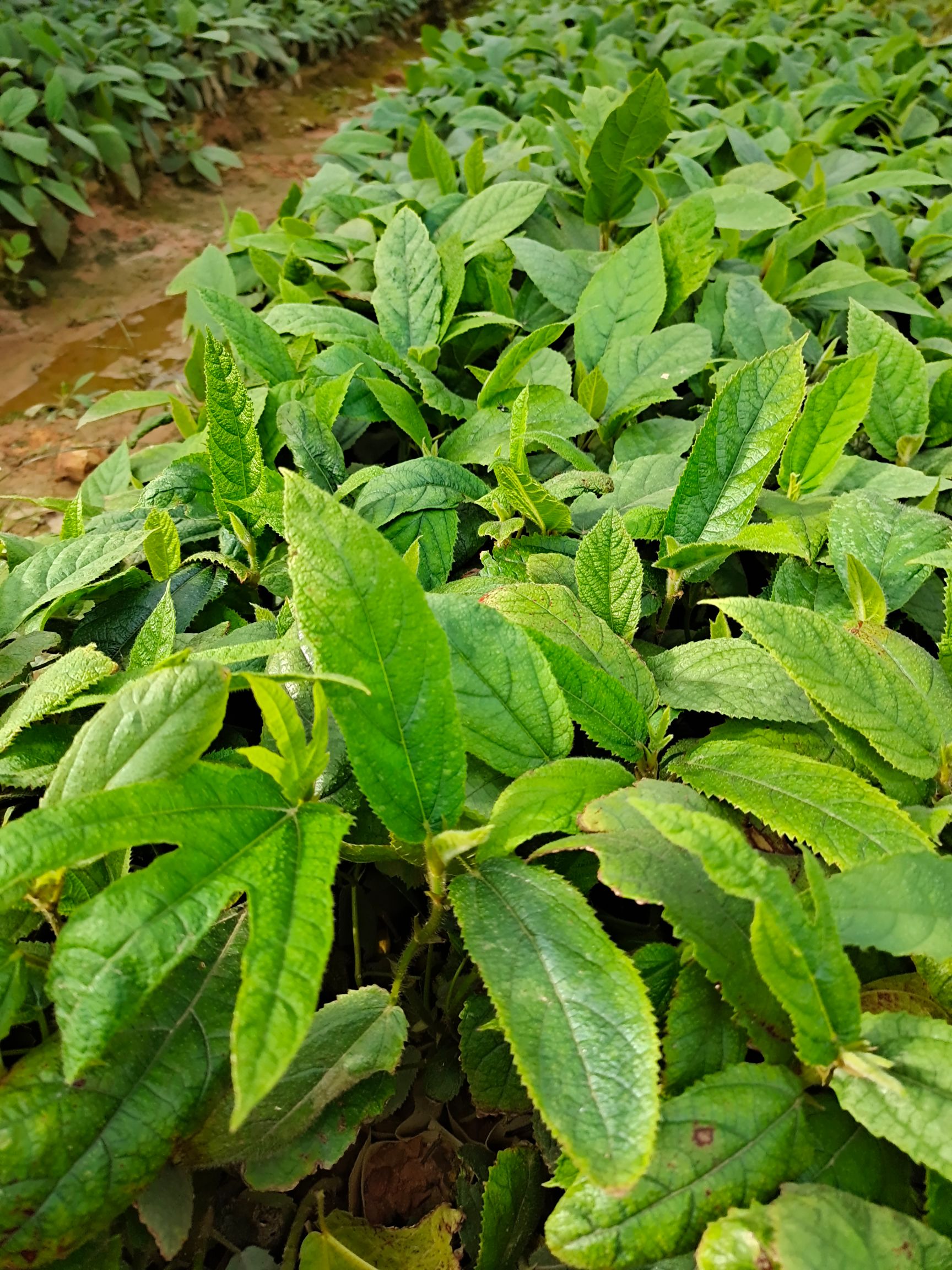 五爪金龙苗 五指毛桃苗，五爪金龙，牛奶树根苗，白花牛奶树苗。中药材苗。