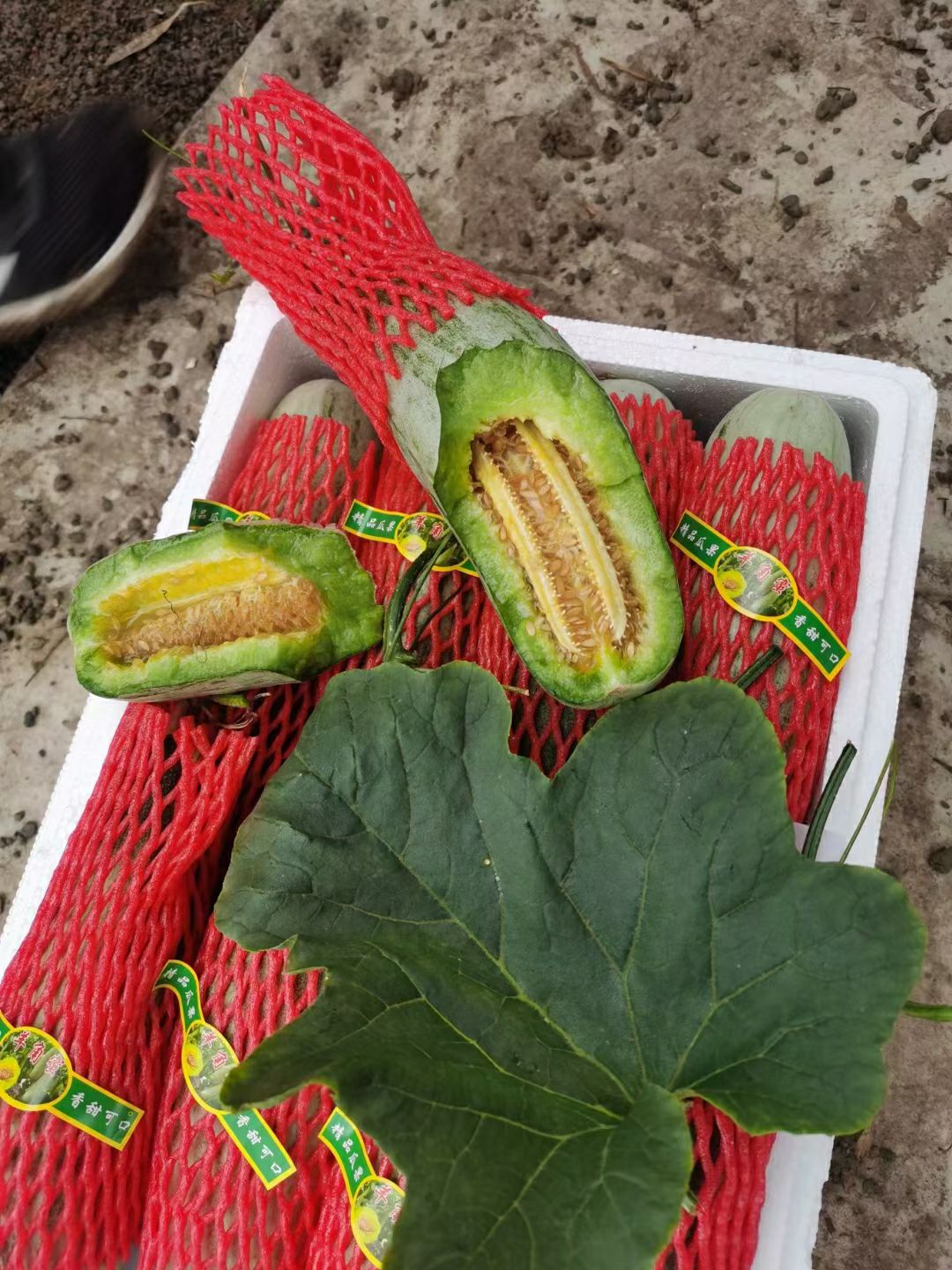 网红羊角蜜甜瓜 全国各地大量供应 产地直销 口感脆甜多汁