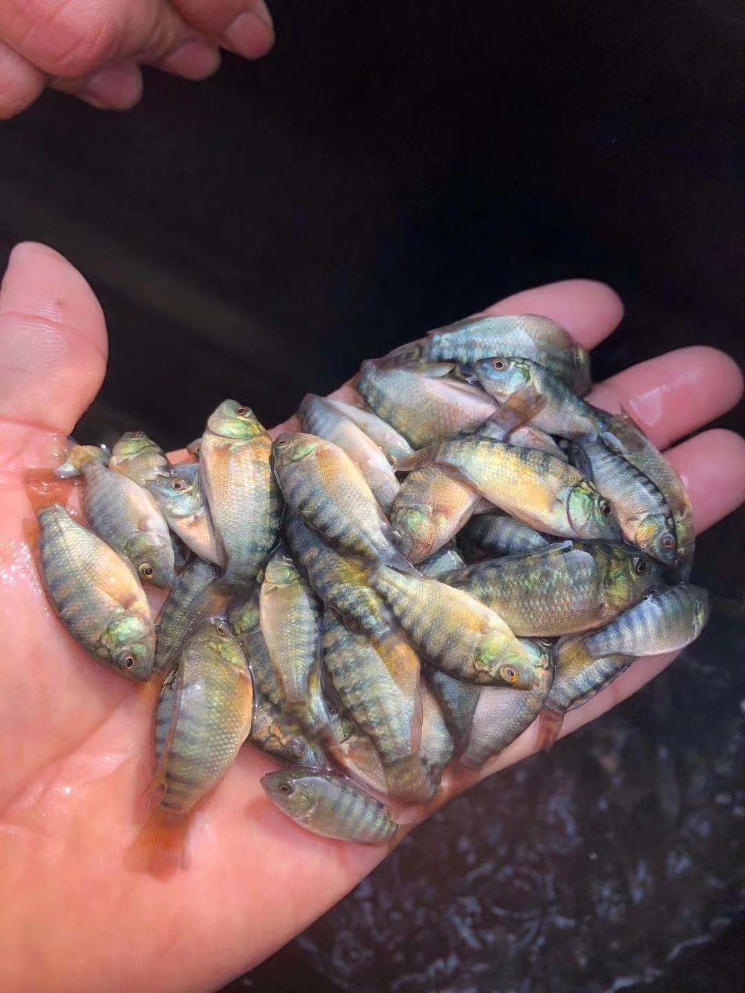 罗非鱼苗  罗飞苗、海南一号罗非苗，脆肉罗飞苗，脆罗一号罗飞苗