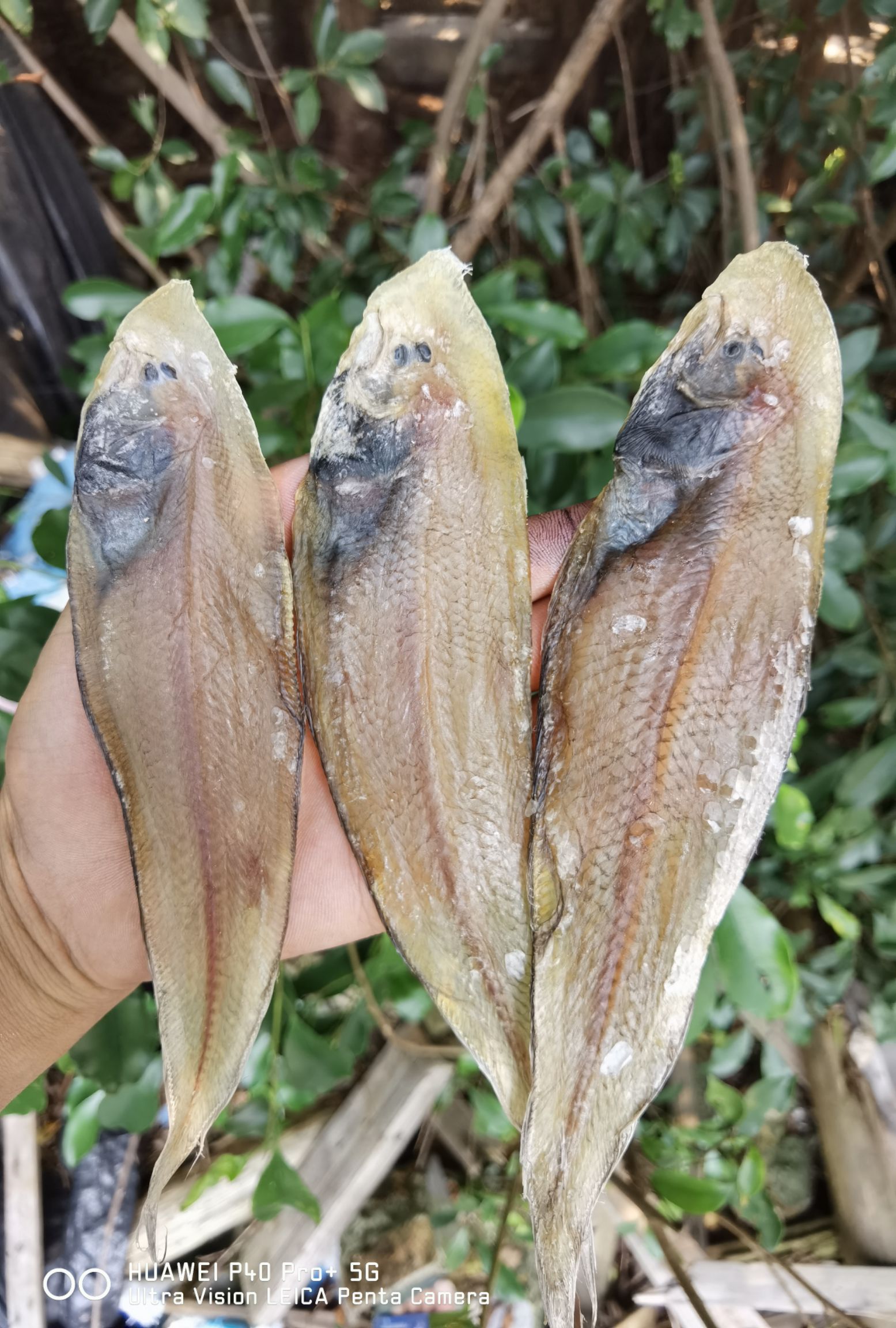 龙利鱼干  舌头鱼  子板鱼  干货  鱼干   【晒场直供