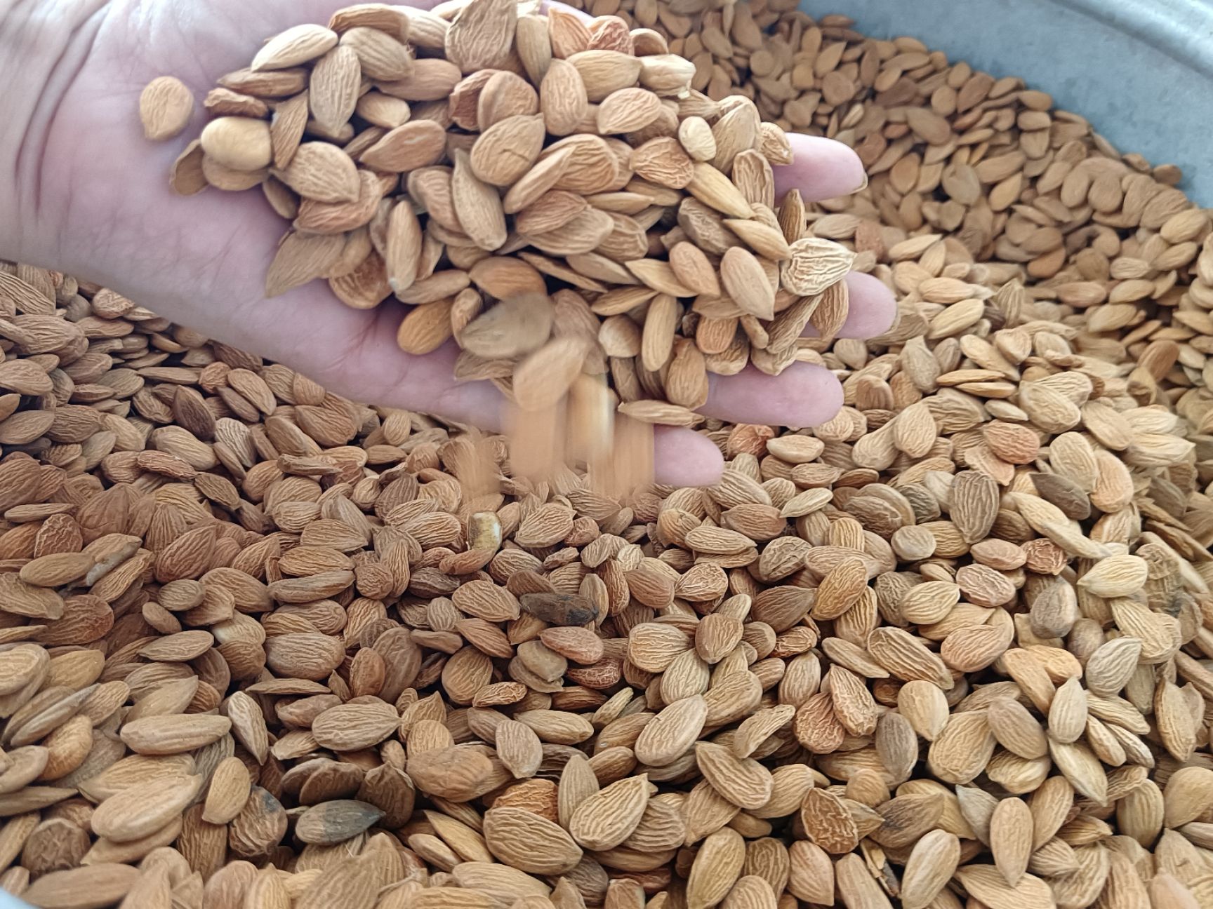 优质扁桃仁山桃仁量大从优