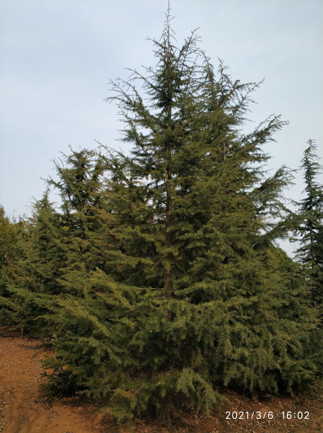 雪松  全部一手货源，价格可以协商！