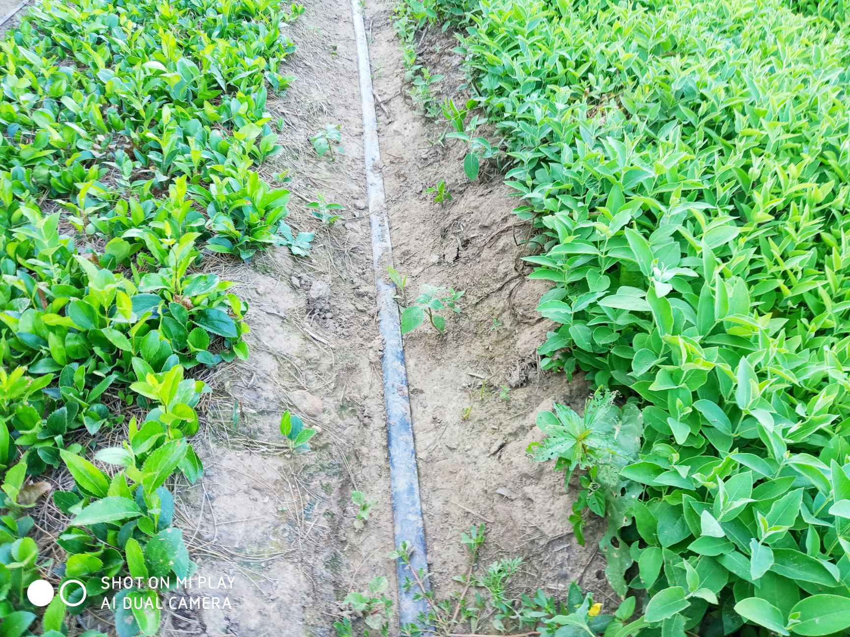 苍术种苗  一年生北苍术苗 精选  基地直发