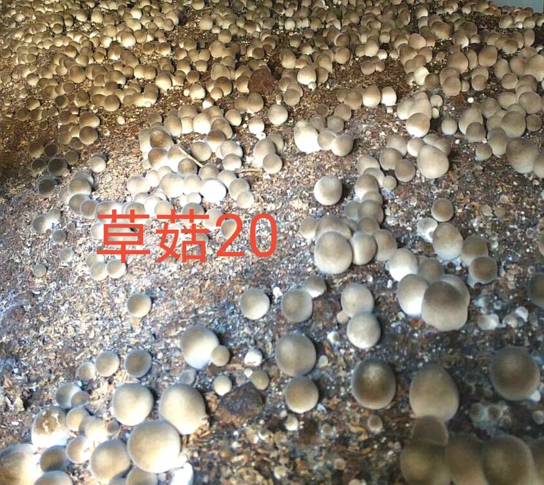 提供优质草菇菌种、菌包、我所研究的无虫害无污染新栽培技术。