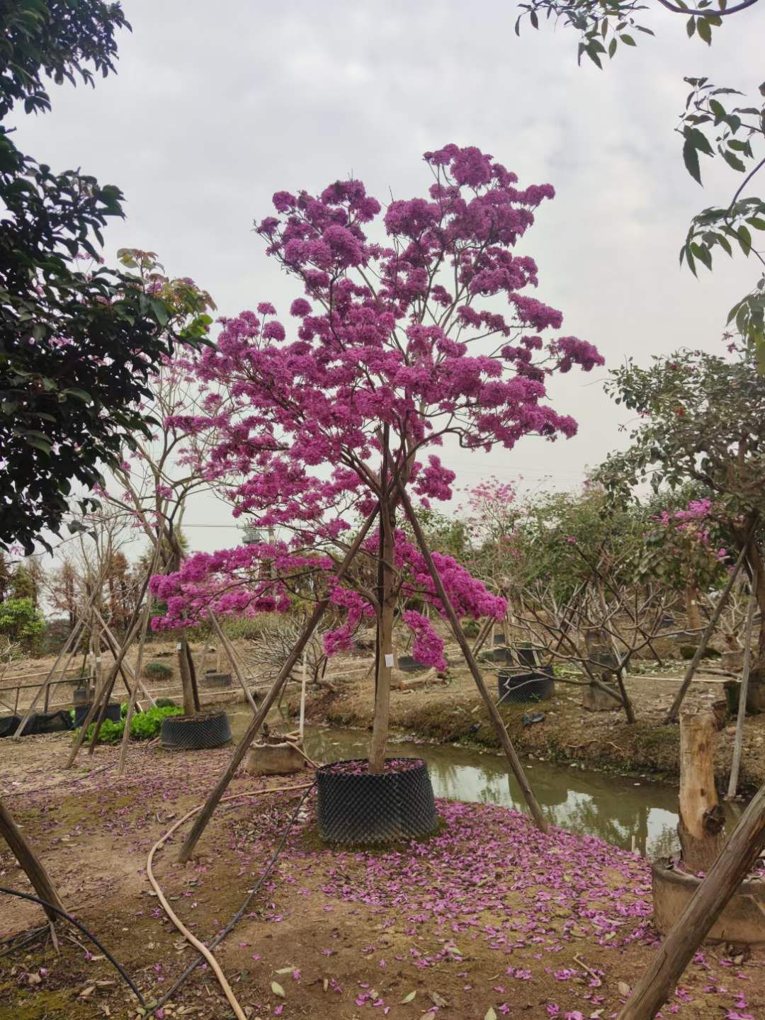 紫花风铃木  风铃木