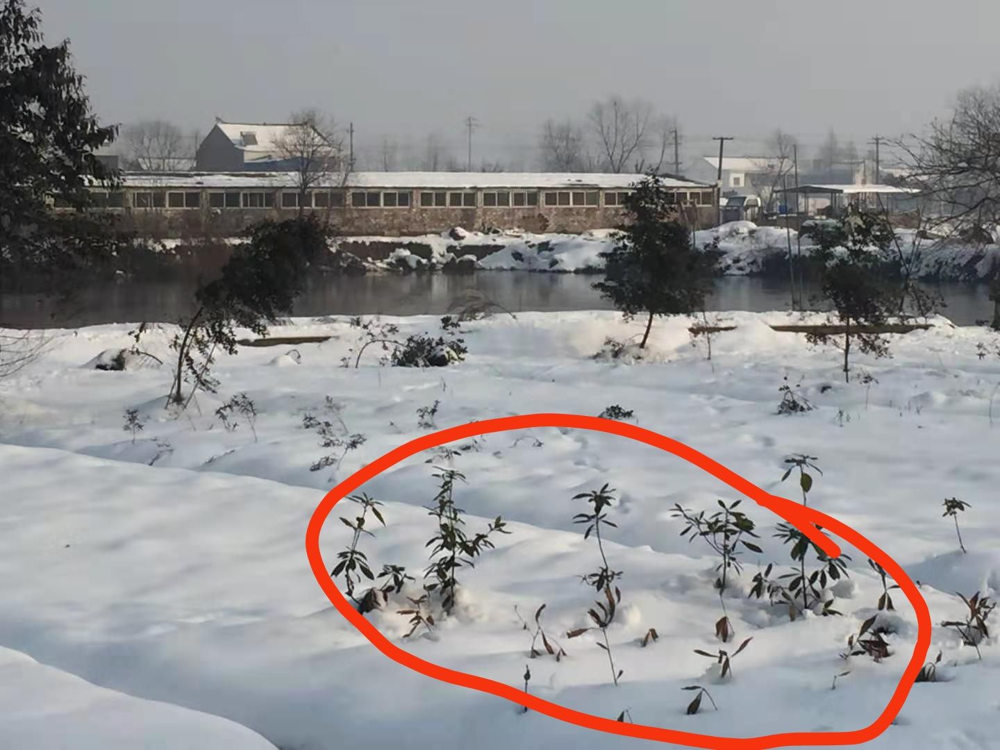 广林九号桉树 耐寒桉树——亮果桉改良杂交选优品种，耐零下10度低温