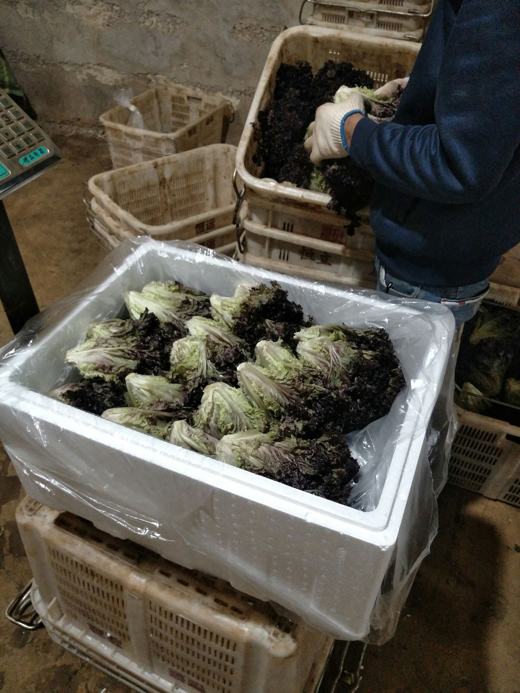 三色堇，火红苗，冰草，板蓝根，藏红花等等一系列产品全年供应。