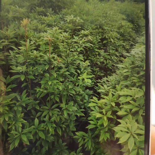 恩施市供应金丝楠苗木小叶金丝楠苗木庭院景观树盆景盆栽金丝楠苗木