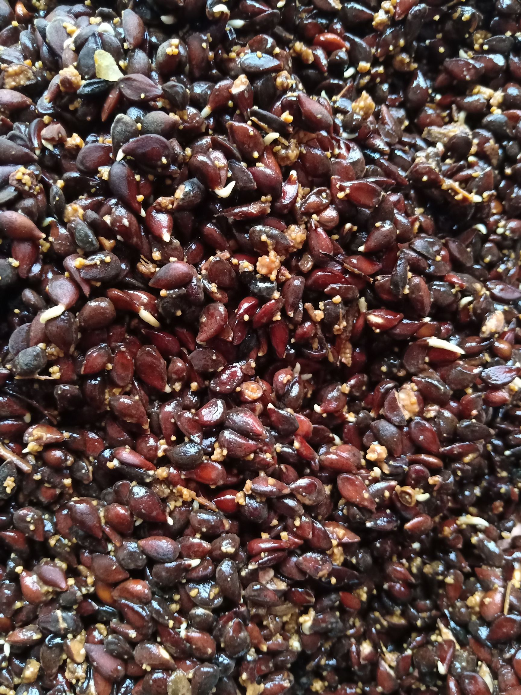 梨树种子 新加工的梨树种子 出芽率高