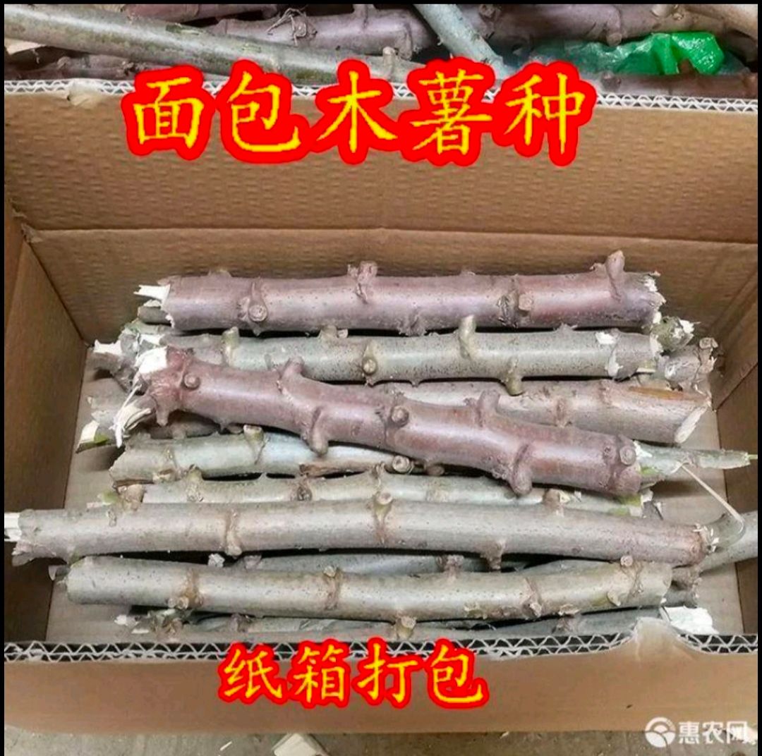 木薯种苗  木薯种株苗