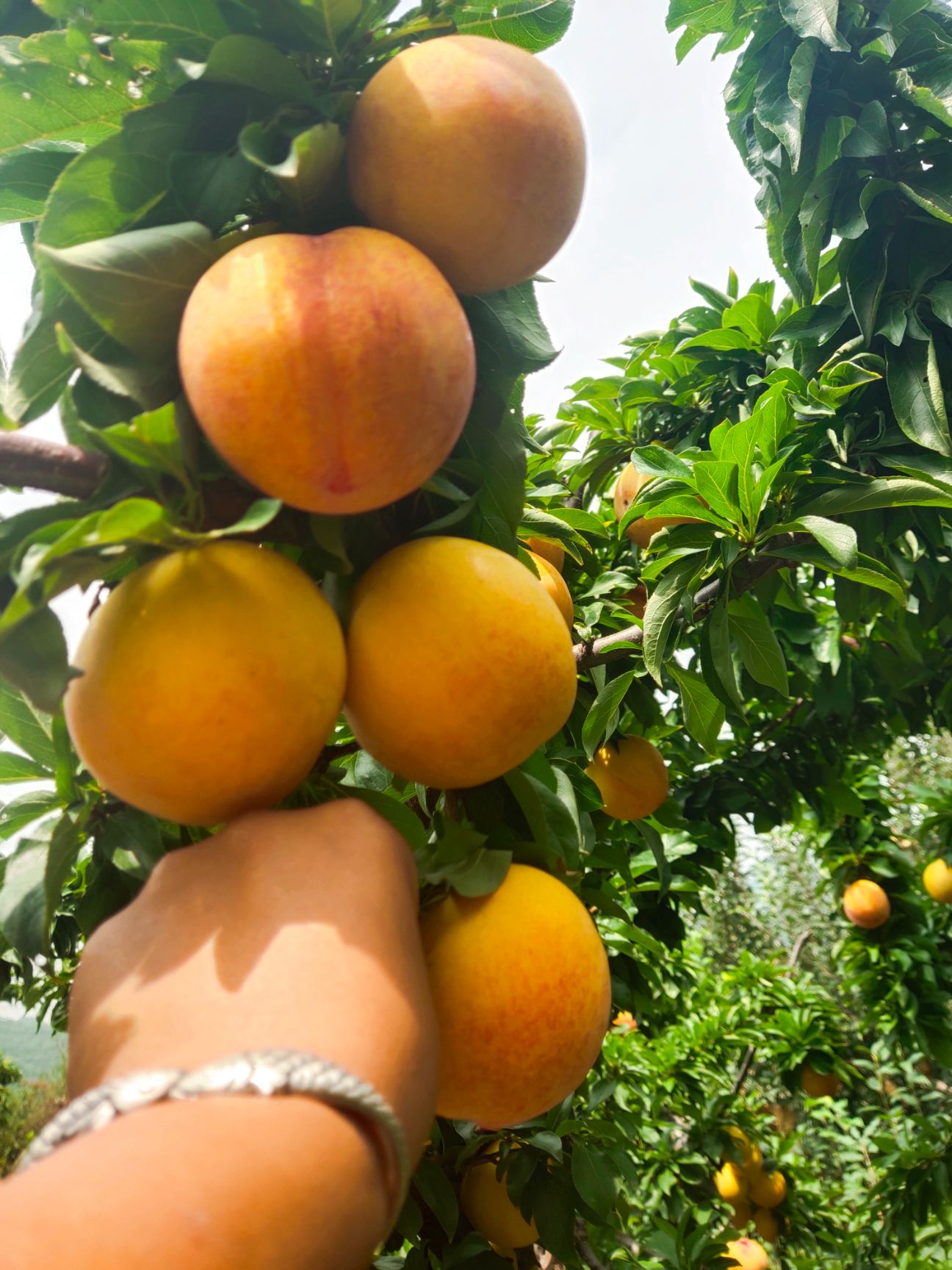 大红袍李子苗  大红袍李子，离核品种，一年到多年小树，质量保