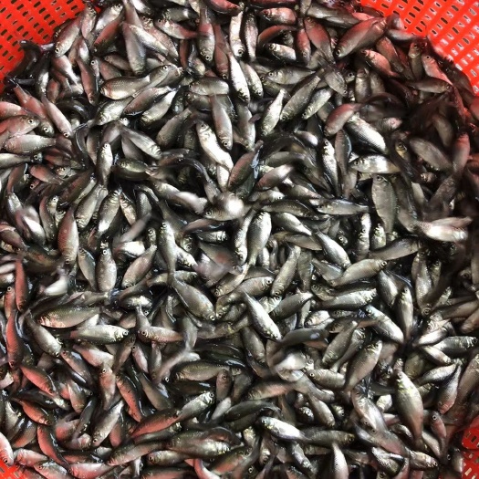 广州中科三号鲫鱼  淡水鲫鱼苗 中科5号鲫鱼苗 工程鲫湘云鲫丰产鲫工程鲫渔场直供