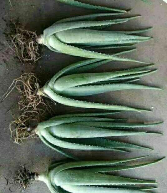  库拉索芦荟