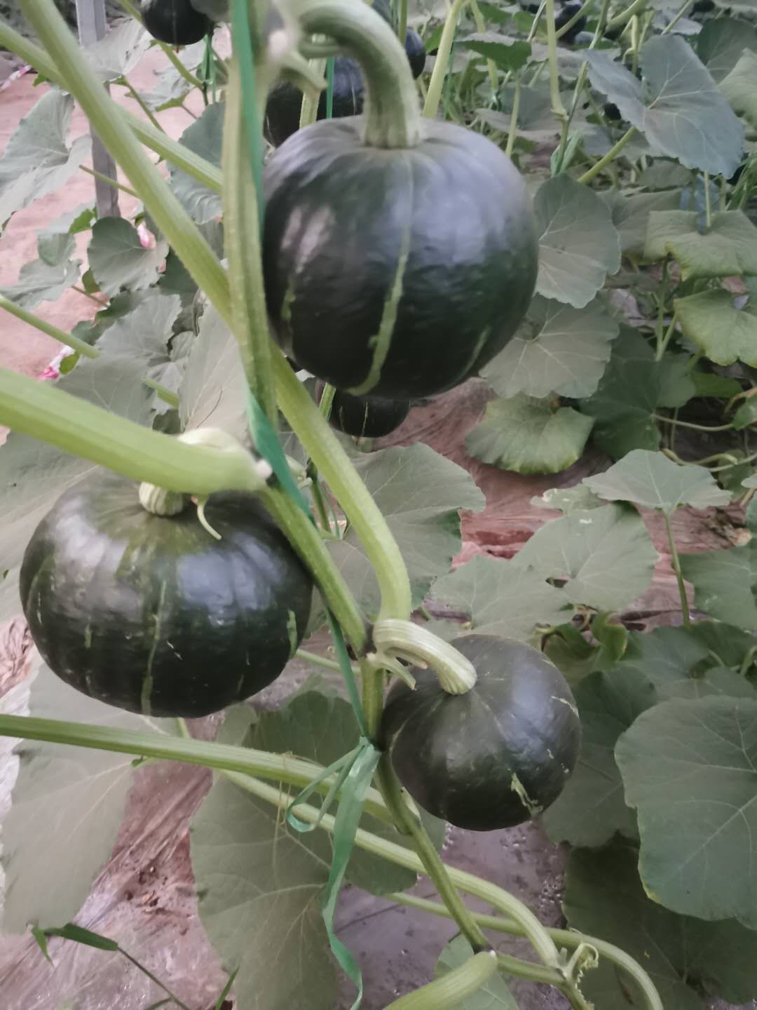 贝贝南瓜种子  珍栗五号  起色墨绿色  口感糯粉香甜 丰产