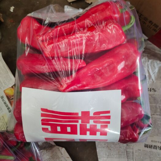 邯郸尖椒 山东省菏泽市东明县