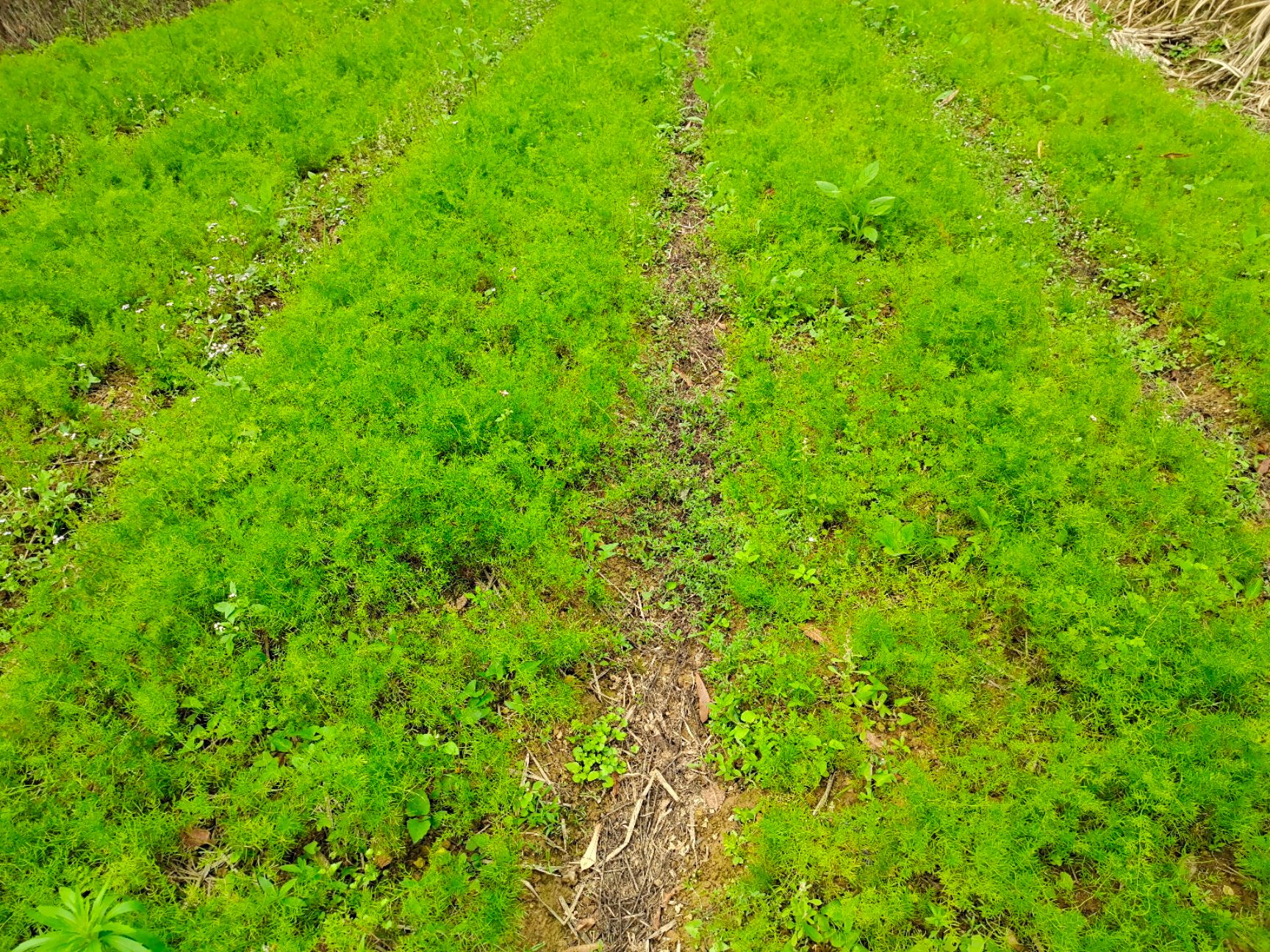天冬苗，广西天冬苗，天门冬苗