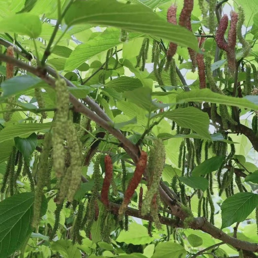 灵山县长果桑苗  多吃法，多用途的长果桑树苗