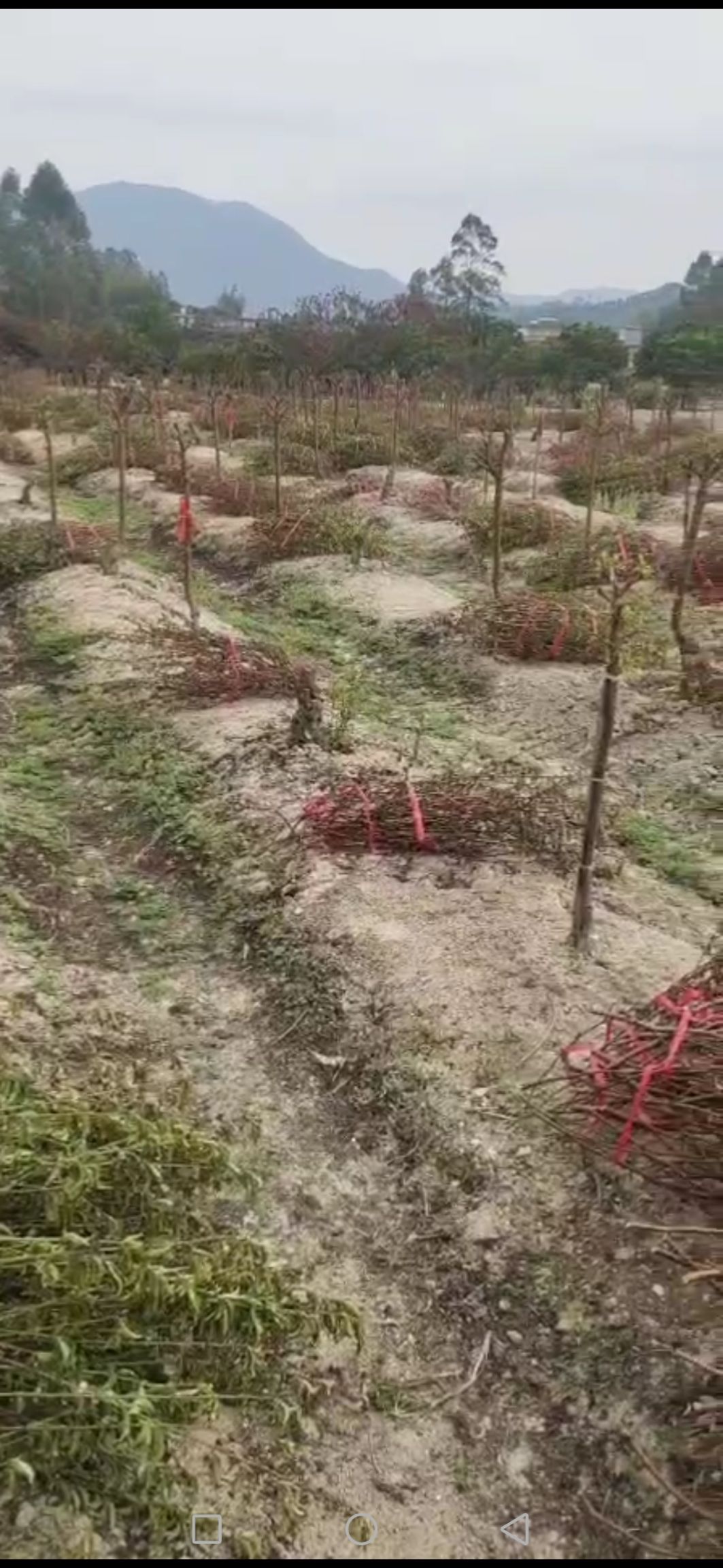 桃花心木  1号桃花大树有500棵直径4Cm左右高度80