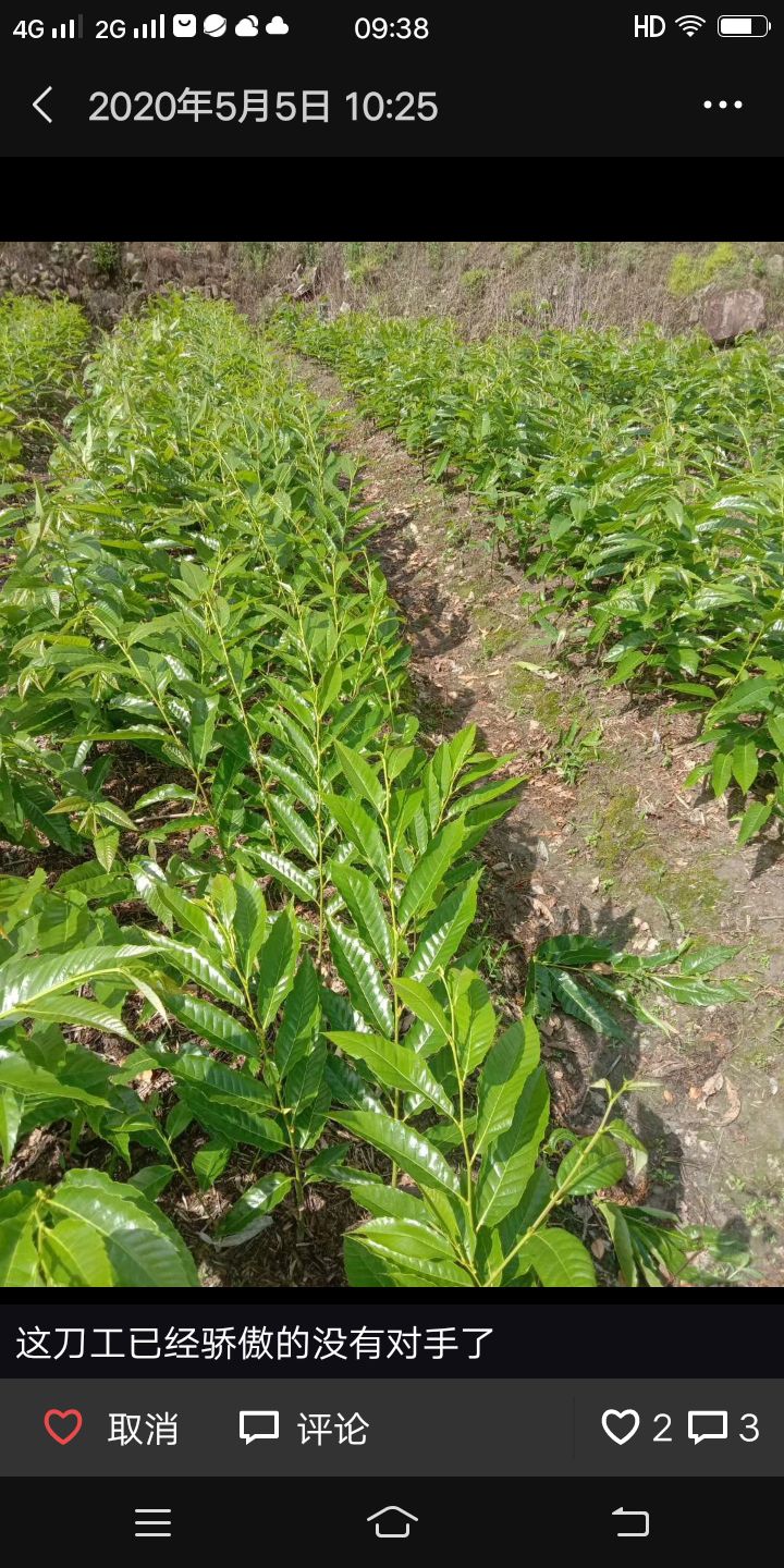 福建特产建瓯锥栗苗，苗木纯正，早中晚品种齐全果实方便回购！