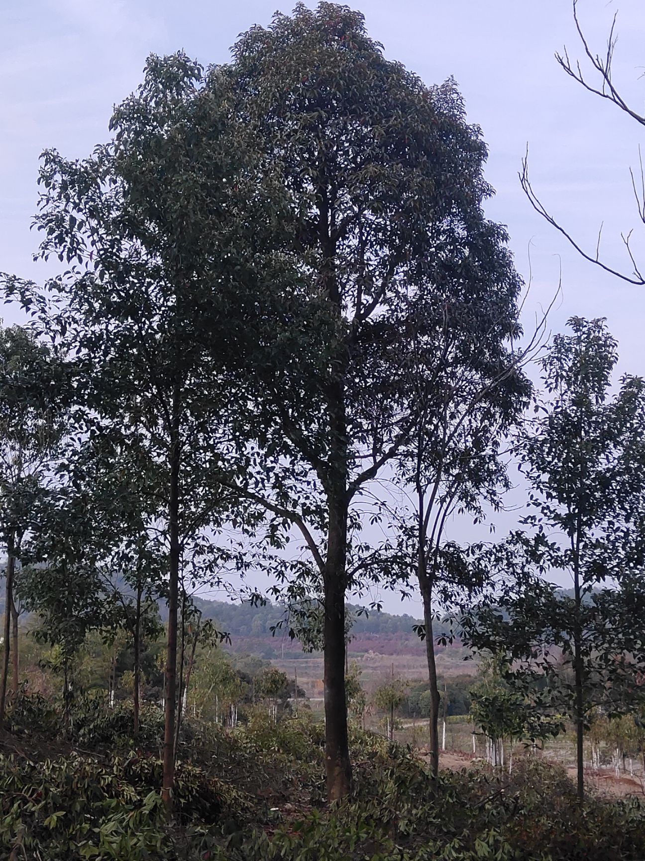 低价出售高品质杜英