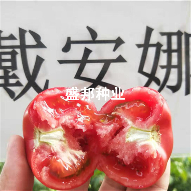 口感柿子苗 戴安娜 草莓柿子苗 铁皮柿子苗