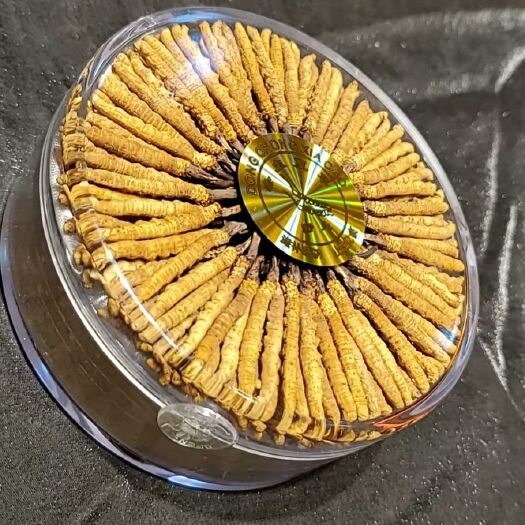 拉萨青藏冬虫夏草 高海拔正宗正品精选虫草礼盒装
